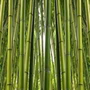 Advantages of decorating with bamboo curtains Advantages of decorating with bamboo curtains
